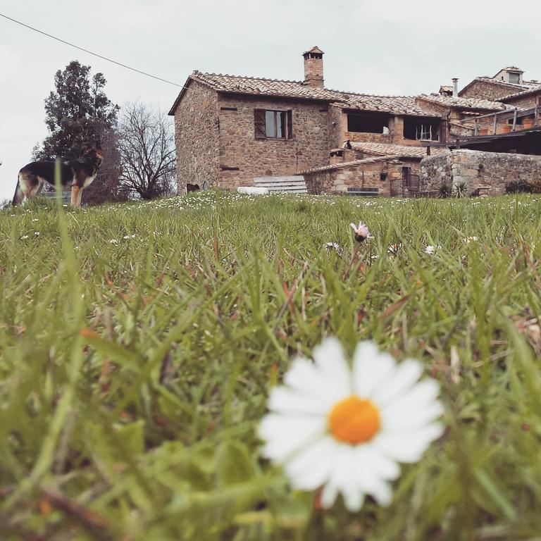 Agriturismo Il Cocco Montalcino Ngoại thất bức ảnh