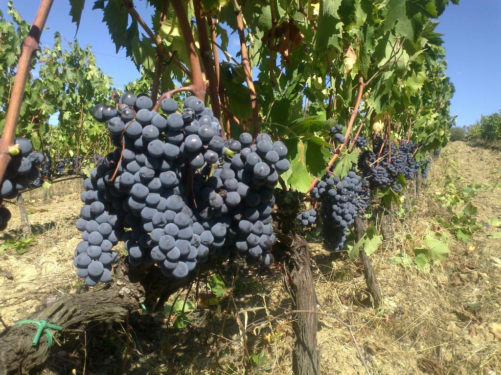 Agriturismo Il Cocco Montalcino Ngoại thất bức ảnh